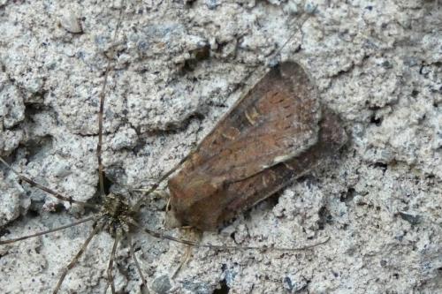 Xestia xanthographa